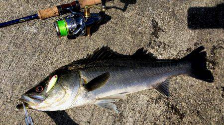 初神戸４防　復活ステラ　4本